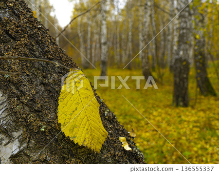A yellow elm leaf on a birch tree trunk in an autumn birch grove. 136555337