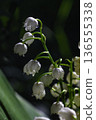 A blooming lily of the valley 136555338