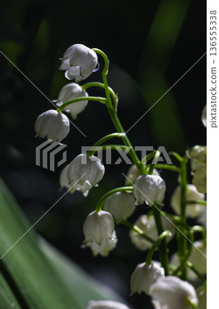 A blooming lily of the valley A blooming lily of the valley 136555338