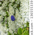 A blue Muscari armeniacum grew among the flowering branches of a spirea 136555339