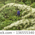 A blue Muscari armeniacum grew among the flowering branches of a spirea 136555340