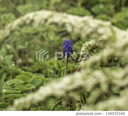 A blue Muscari armeniacum grew among the flowering branches of a spirea 136555340