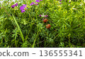 Wild berries in dense grass with purple flowers 136555341