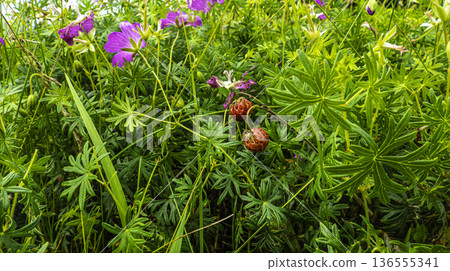 Wild berries in dense grass with purple flowers 136555341