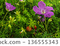 Wild berries in dense grass with purple flowers in a June field 136555343