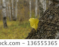 A yellow elm leaf on a birch tree trunk in an autumn birch grove. 136555365
