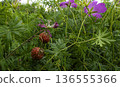 Wild berries in dense grass with purple flowers in a June field 136555366