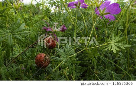 Wild berries in dense grass with purple flowers in a June field 136555366