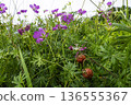 Wild berries in dense grass with purple flowers in a June field 136555367