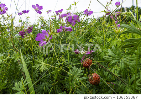 Wild berries in dense grass with purple flowers in a June field Wild berries in dense grass with purple flowers in a June field 136555367