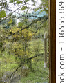 A view through a fogged window with a thermometer into an autumn garden with yellowed foliage 136555369