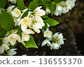 A branch of blooming jasmine is reflected in water 136555370