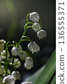 A blooming lily of the valley with dew drops in a spring garden 136555371