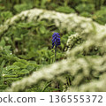 spring, garden, blooming, muscari, blue, fresh, armeniacum, spirea, green, grape, botanical, seasonal, flowers, nature, floral, botany, beauty, macro, flora, bloom, blossom, purple, plant, season, bac 136555372