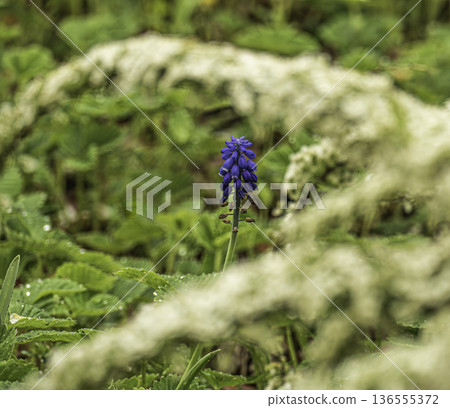 spring, garden, blooming, muscari, blue, fresh, armeniacum, spirea, green, grape, botanical, seasonal, flowers, nature, floral, botany, beauty, macro, flora, bloom, blossom, purple, plant, season, bac 136555372