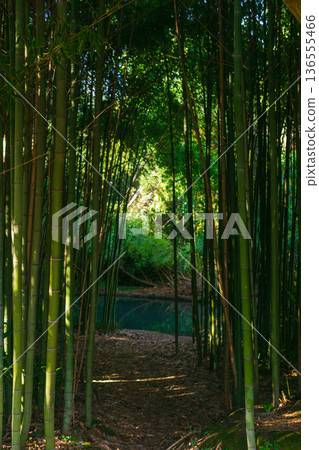 path to the river through a tropical bamboo grove, natural landscape 136555466