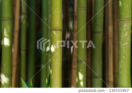 natural background, bamboo trunks closeup natural background, bamboo trunks closeup 136555467