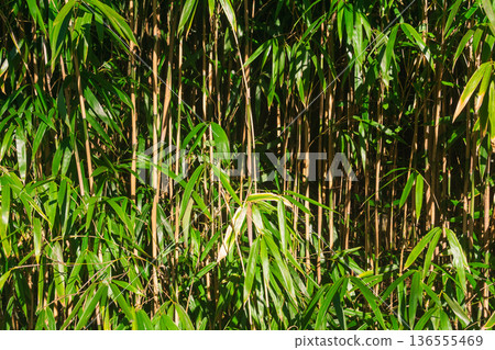 natural background, bamboo forest closeup natural background, bamboo forest closeup 136555469
