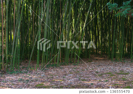 natural background, edge of bamboo grove natural background, edge of bamboo grove 136555470