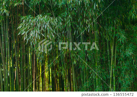 nature background, edge of bamboo forest 136555472