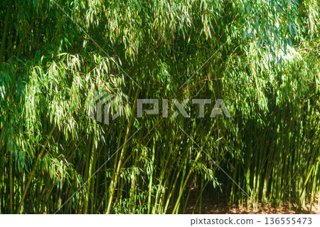 nature landscape, edge of bamboo forest nature landscape, edge of bamboo forest 136555473