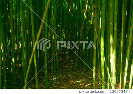 mysterious passage in the bamboo thicket 136555474
