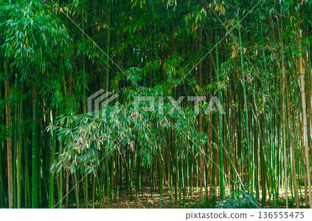 Green bamboo forest, natural background Green bamboo forest, natural background 136555475
