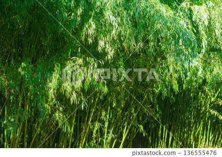 Tropical forest with bamboo trees. Nature background. 136555476