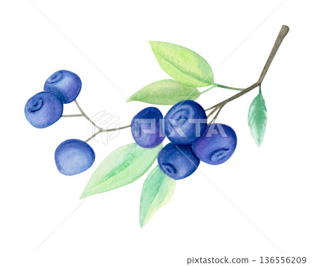 Watercolor illustration of blueberry branch with ripe berries and green leaves isolated on white. Botanical summer fruit clipart. 136556209