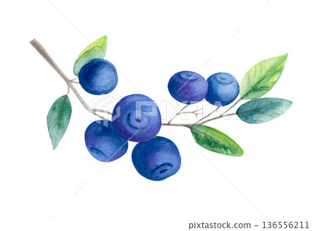 Watercolor illustration of blueberry branch with fresh berries and green leaves isolated on white. Botanical summer fruit clipart. Watercolor illustration of blueberry branch with fresh berries and green leaves isolated on white. Botanical summer fruit clipart. 136556211