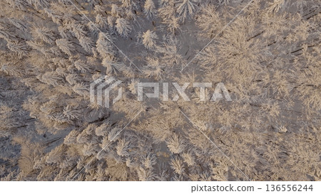 Beautiful Winter Forest Mountain Scenery with Snowy Trees , Top Down View Beautiful Winter Forest Mountain Scenery with Snowy Trees , Top Down View 136556244