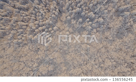 Beautiful Winter Forest Mountain Scenery with Snowy Trees , Top Down View Beautiful Winter Forest Mountain Scenery with Snowy Trees , Top Down View 136556245