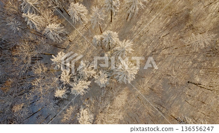 Beautiful Winter Forest Mountain Scenery with Snowy Trees , Top Down View Beautiful Winter Forest Mountain Scenery with Snowy Trees , Top Down View 136556247