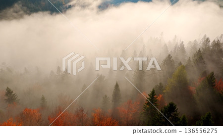 Beautiful mountain landscape in fall with colorful trees and white fog , aerial view . Misty forest 136556275
