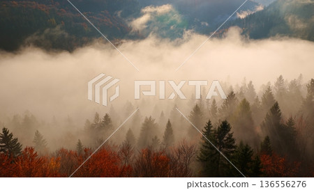 Beautiful mountain landscape in fall with colorful trees and white fog , aerial view . Misty forest 136556276