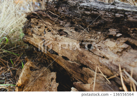Trunk of a rotten tree with wood damaged by woodworms 136556564