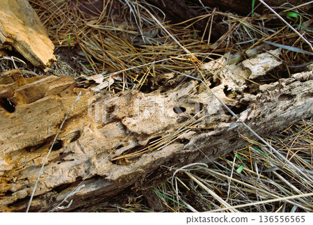 Aged Bark With Holes Left By Wood Beetles On A Forest Ground 136556565
