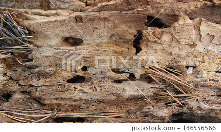 Texture of an old tree trunk eaten away by woodworms 136556566