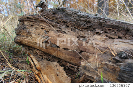 Fallen Tree With Wood Worms Holes Fallen Tree With Wood Worms Holes 136556567
