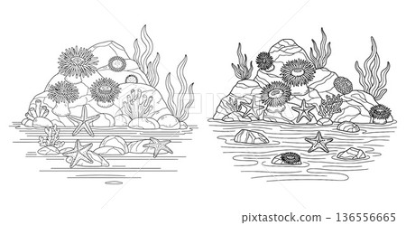 Handdrawn anemones and starfish with rocks on underwater sea landscape illustration Handdrawn anemones and starfish with rocks on underwater sea landscape illustration 136556665
