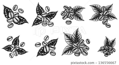 Handdrawn coffee beans and leaves set, vintage engraved style, organic coffee concept, cafe design 136556667