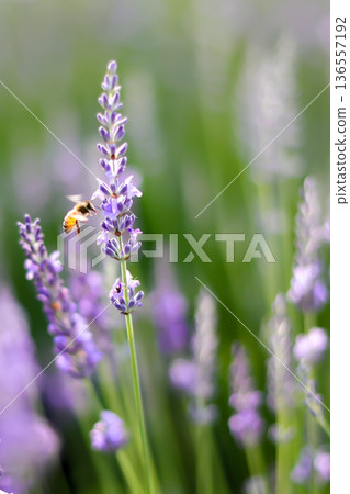 Dreamy lavender and bees_vertical 136557192