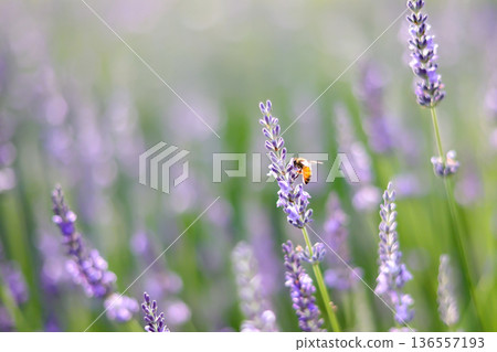 A landscape filled with the soothing scent of lavender 136557193