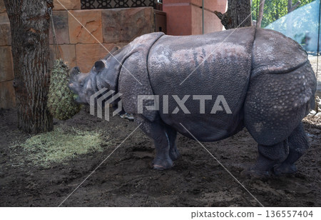 Berlin, germany, august 14, 2023. Indian rhinoceros feeding on hay in its outdoor enclosure at berlin zoo on a sunny day, showcasing thick wrinkled skin Berlin, germany, august 14, 2023. Indian rhinoceros feeding on hay in its outdoor enclosure at berlin zoo on a sunny day, showcasing thick wrinkled skin 136557404