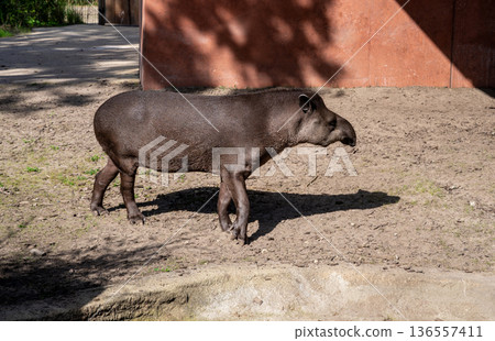 Berlin, germany, august 14, 2023. Lowland tapir walking across sandy enclosure at the zoo, side profile in sun rare south american mammal in outdoor habitat 136557411