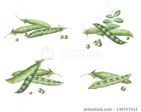 Set of four illustrations featuring green pea pods. Hand-drawn watercolor illustrations, isolated on white background. Perfect for cards, posters, packaging, textiles, tableware, for your own design 136557412