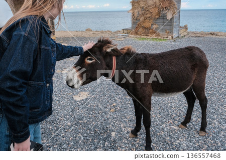 Girl gently petting a brown donkey on a coastal gravel path with the sea and rustic buildings in the background. Girl gently petting a brown donkey on a coastal gravel path with the sea and rustic buildings in the background. 136557468