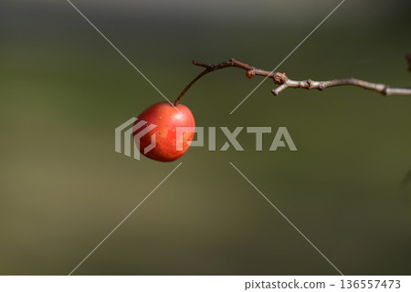 紅山楂 紅山楂 136557473