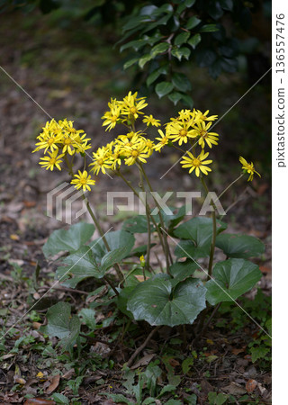 大吳風草 136557476