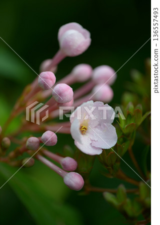 Fuchsia Boliviana 136557493